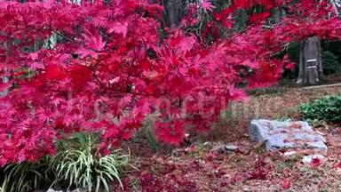 日本枫树，<strong>红叶</strong>，秋色，日本花园，日本公园，<strong>红叶</strong>特写背景